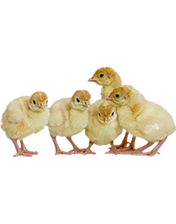 جوجه یکروزه بوقلمون