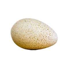 تخم نطفه دار بوقلمون