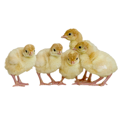 جوجه یکروزه بوقلمون