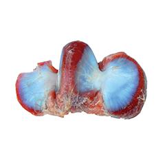 سنگدان بوقلمون