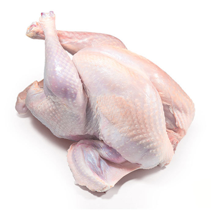 بوقلمون کامل